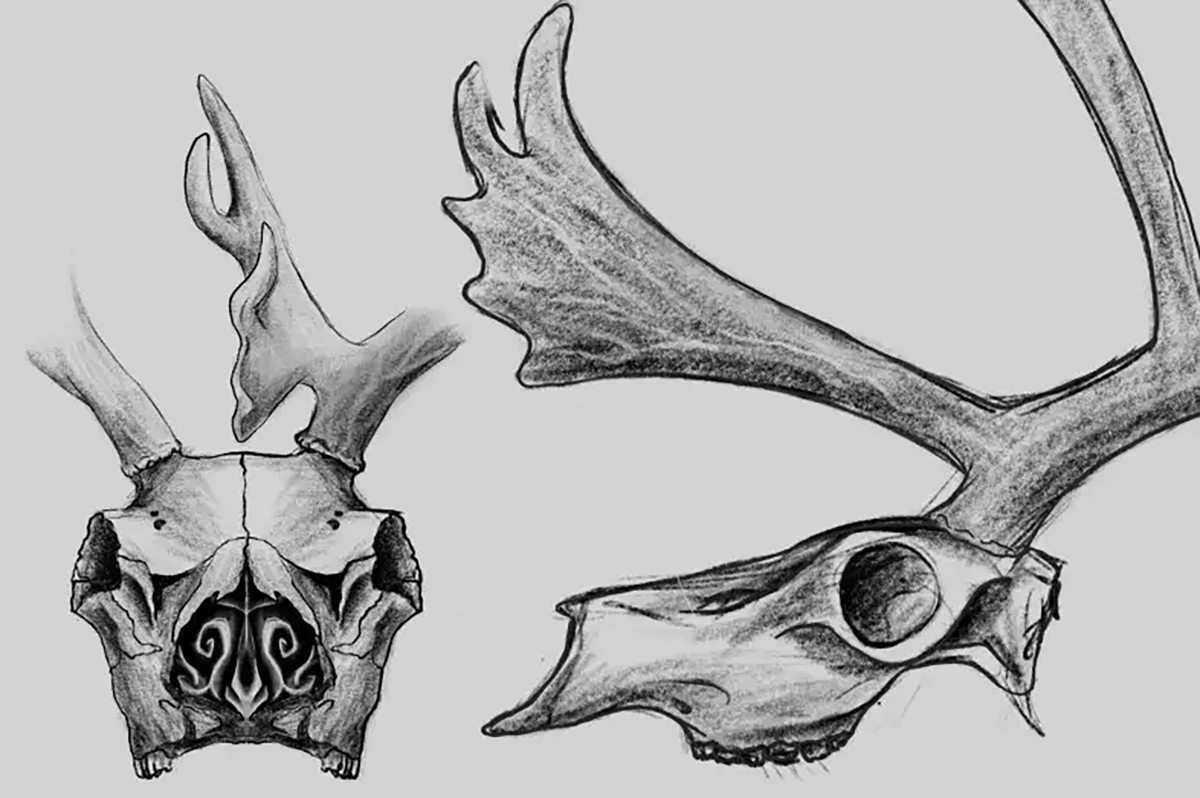 Illustration of caribou skulls by Christina Nelson | FWS.gov